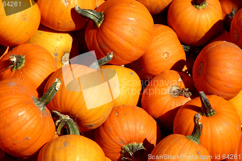 Image of Up Close - Mini Pumpkins