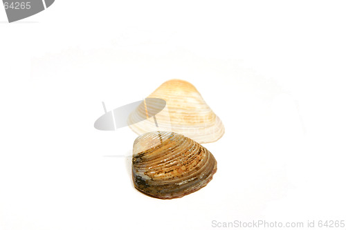 Image of Two Seashells Side by Side