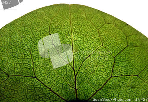 Image of Isolated leaf 1