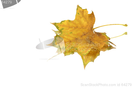 Image of Isolated Leaf