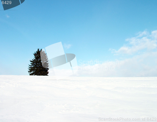 Image of tree on hill