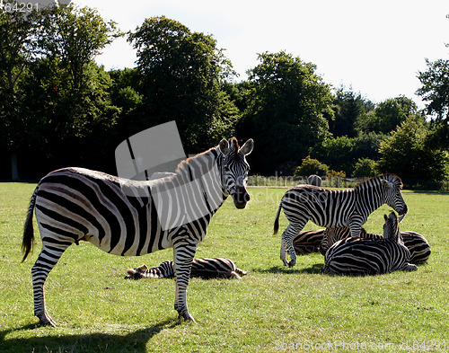 Image of zebra