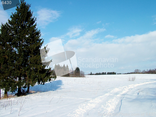 Image of Fir landscape