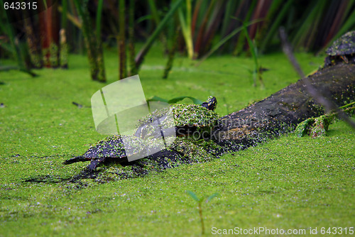 Image of Snapping Turtles