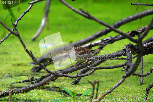 Image of Small bird