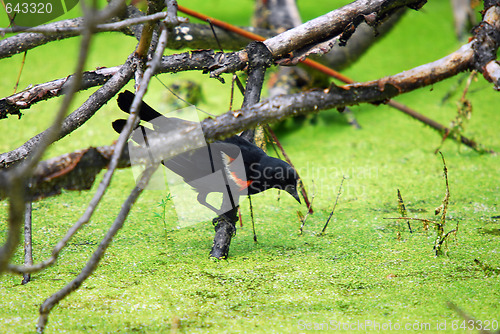 Image of Red-winged Blackbird