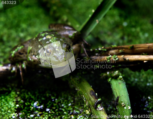 Image of Frog in pond