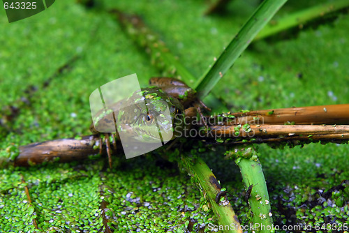 Image of Frog in pond