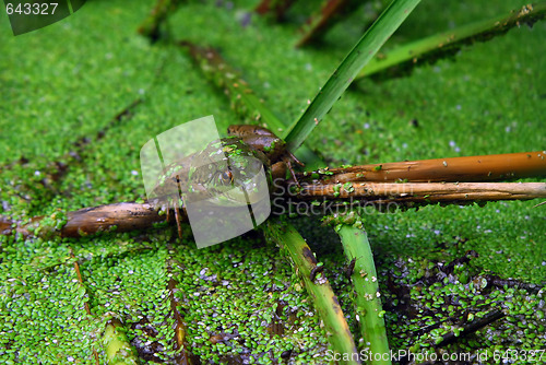 Image of Frog in pond