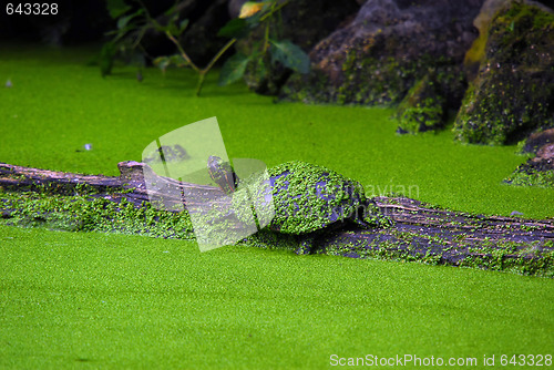 Image of Snapping Turtles