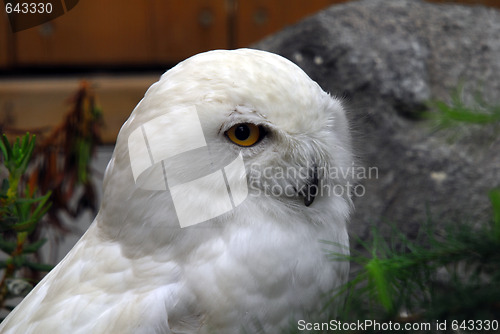 Image of Snow Owl