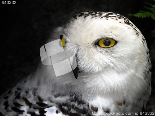 Image of Snow Owl