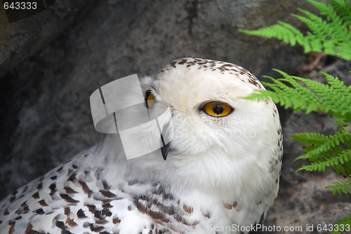 Image of Snow Owl