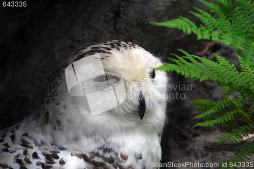 Image of Snow Owl