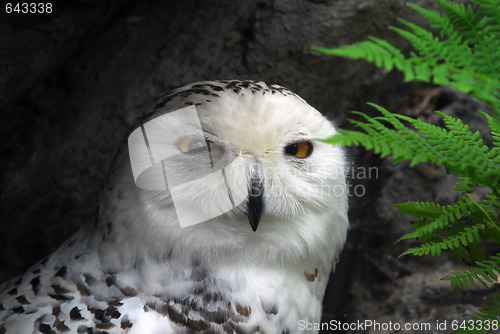 Image of Snow Owl