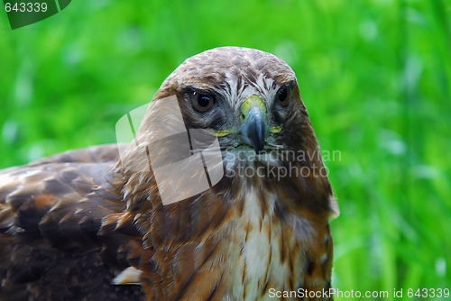 Image of Golden Eagle