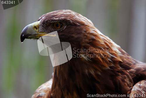 Image of Golden Eagle