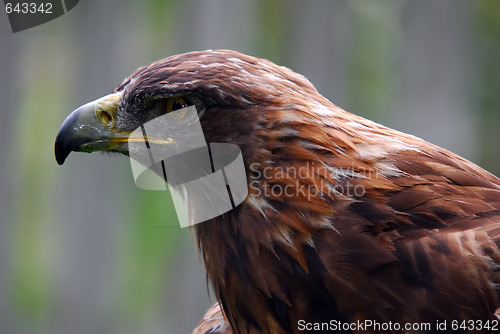 Image of Golden Eagle