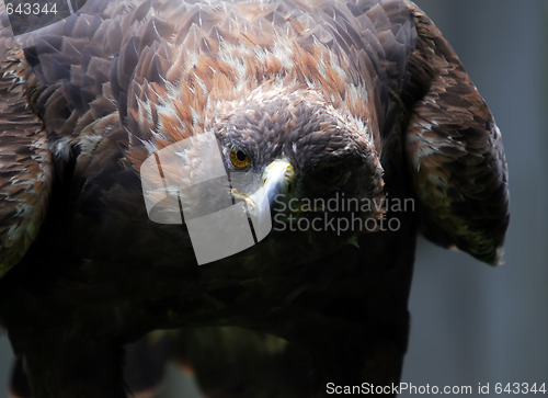 Image of Golden Eagle