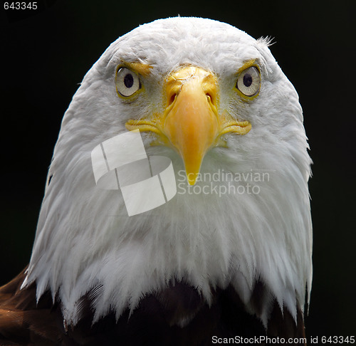 Image of American Bald Eagle