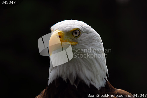 Image of American Bald Eagle