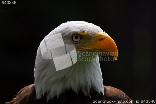 Image of American Bald Eagle