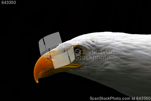 Image of American Bald Eagle