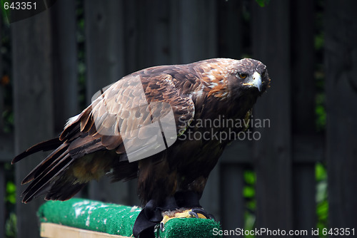 Image of Golden Eagle