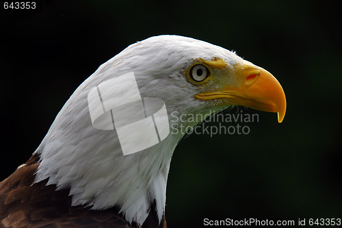 Image of American Bald Eagle