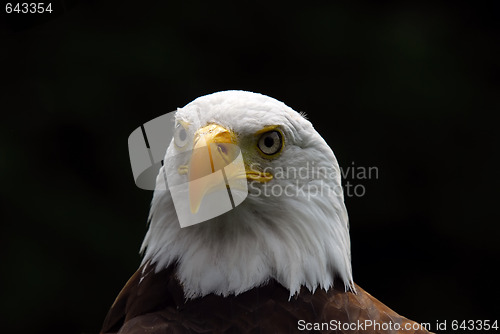 Image of American Bald Eagle