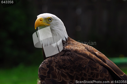 Image of American Bald Eagle