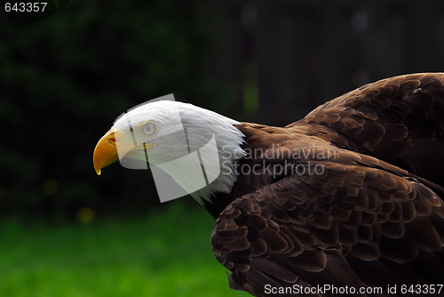 Image of American Bald Eagle