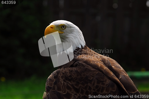 Image of American Bald Eagle