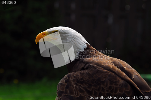 Image of American Bald Eagle