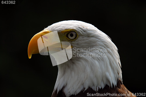 Image of American Bald Eagle