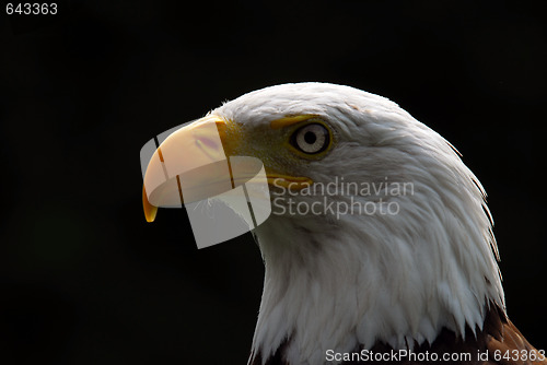 Image of American Bald Eagle