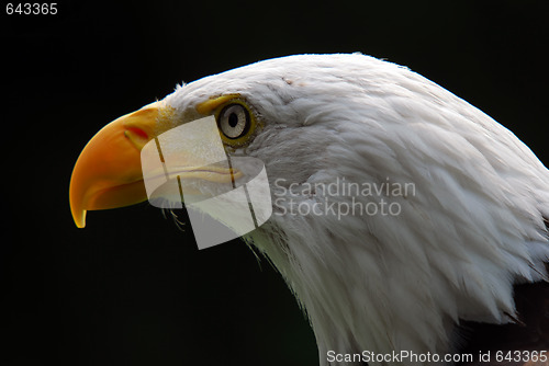 Image of American Bald Eagle