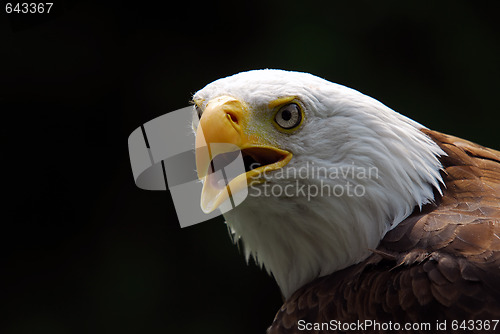 Image of American Bald Eagle