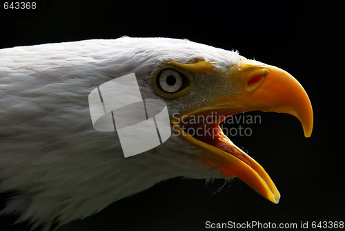 Image of American Bald Eagle