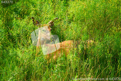 Image of White-tailed deer