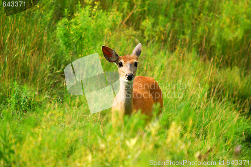Image of White-tailed deer
