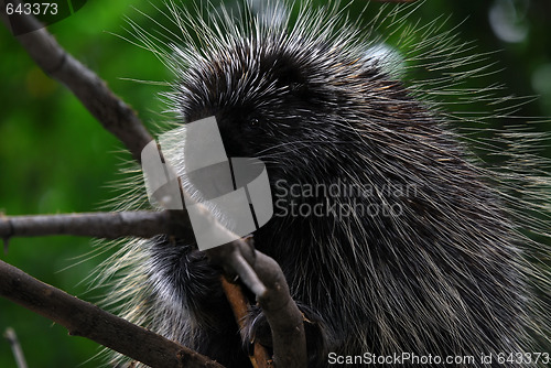 Image of Porcupine