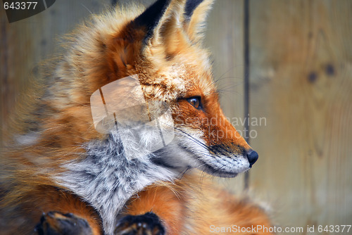 Image of Red Fox