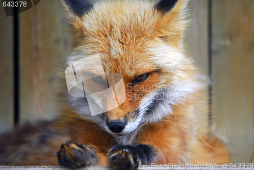 Image of Red Fox