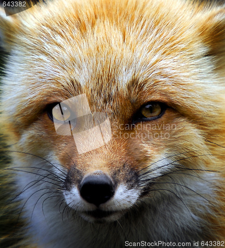 Image of Red Fox