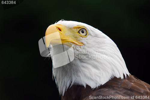 Image of American Bald Eagle