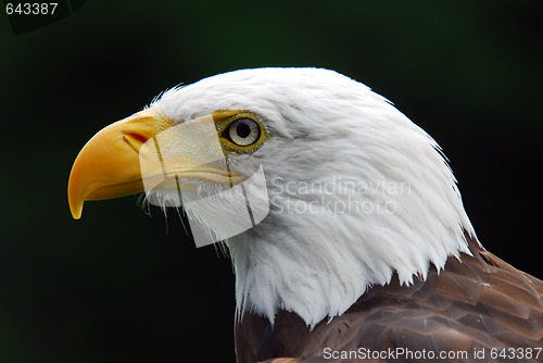 Image of American Bald Eagle