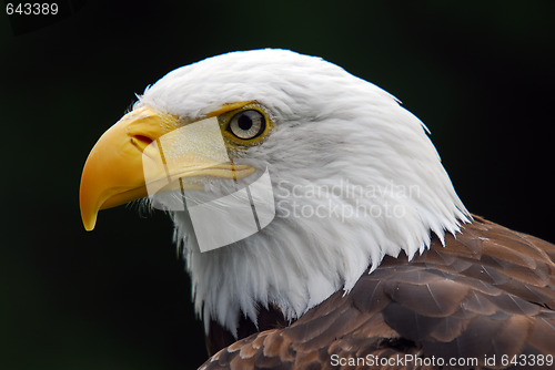 Image of American Bald Eagle