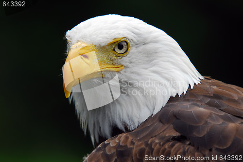 Image of American Bald Eagle