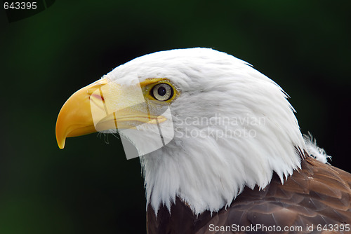 Image of American Bald Eagle